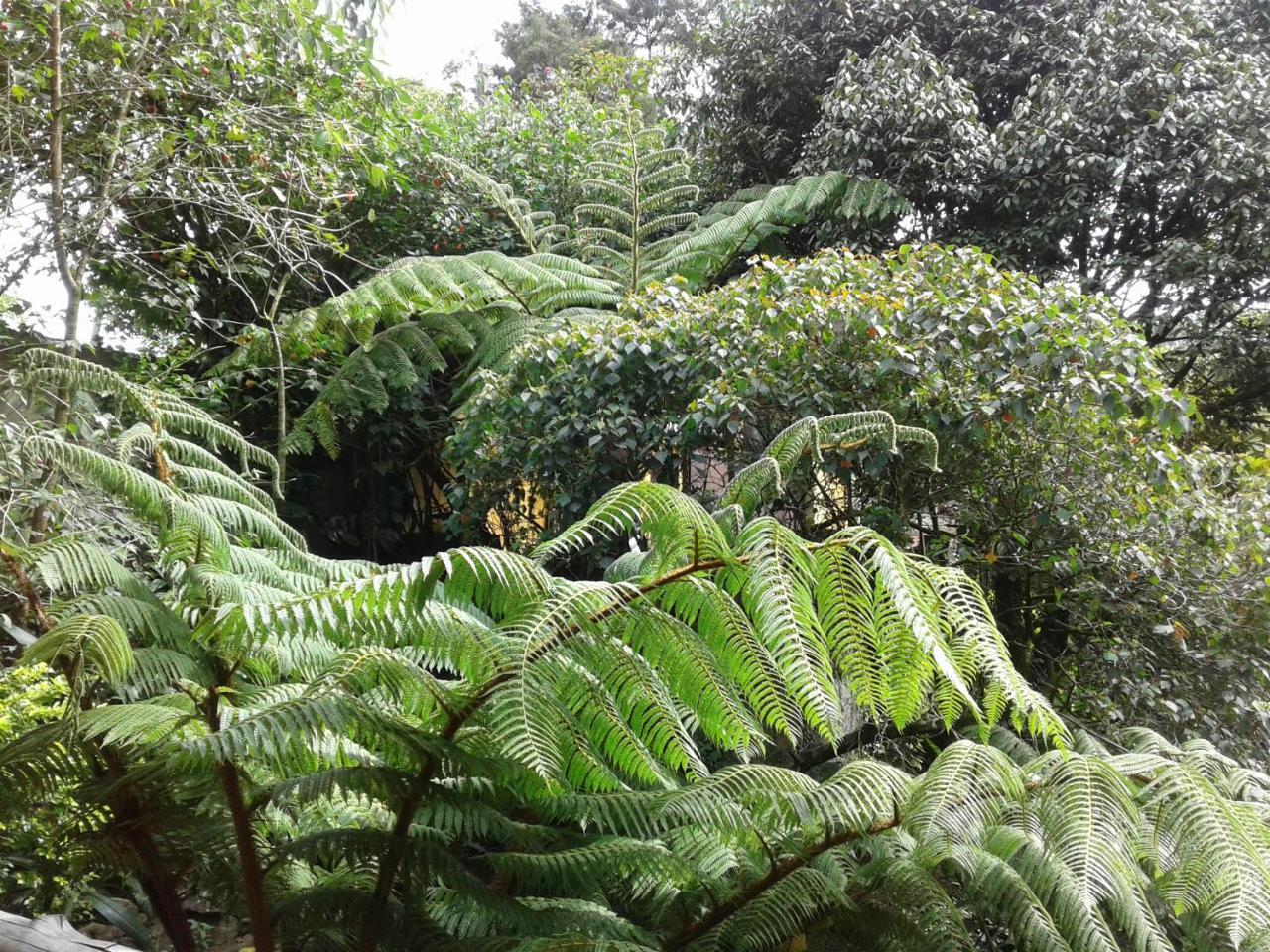 King Fern Cottage Nuwara Eliya Ngoại thất bức ảnh